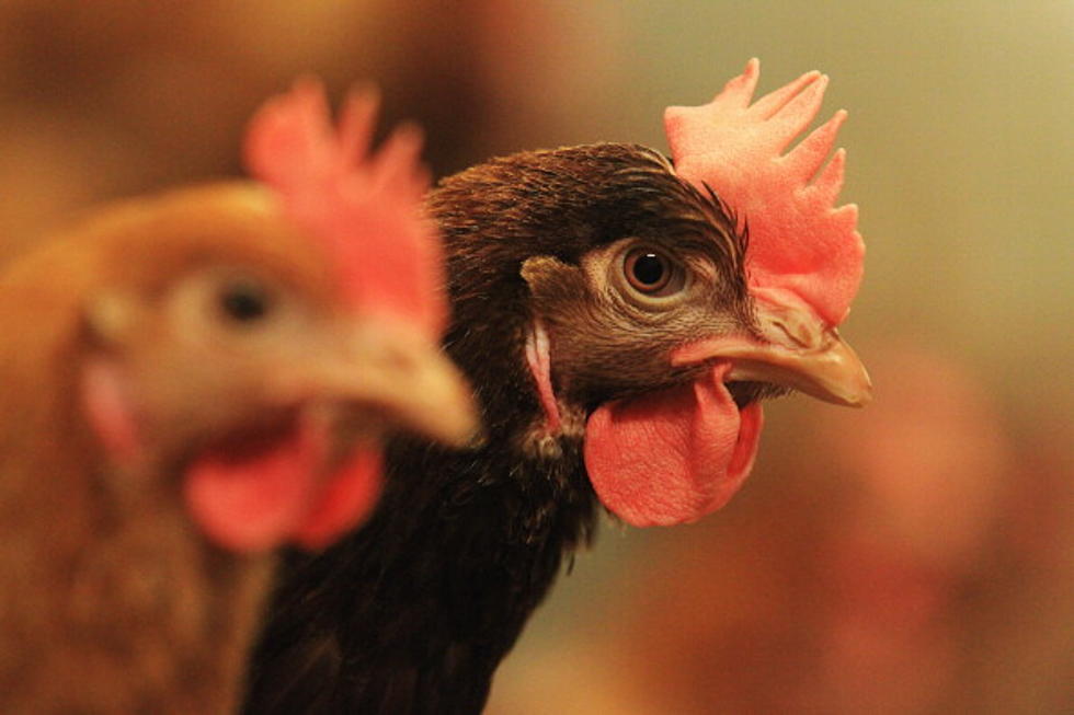 Kaplan City Council Quells Chicken Controversy