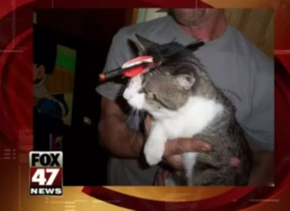 Cat Shot in Head with Arrow Recovering [VIDEO]