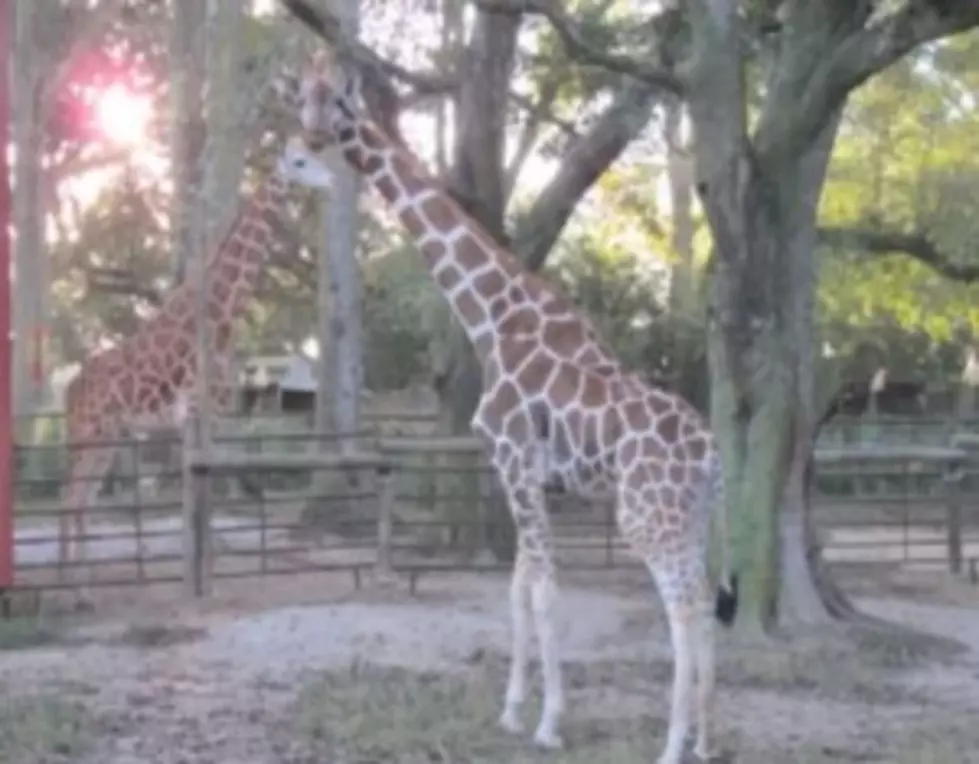Giraffe Love Story &#8211; Gabriel and Evangeline at the Zoo of Acadiana [VIDEO]