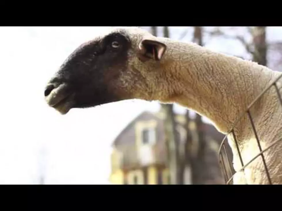 Goats Yelling Like Humans [VIDEO]