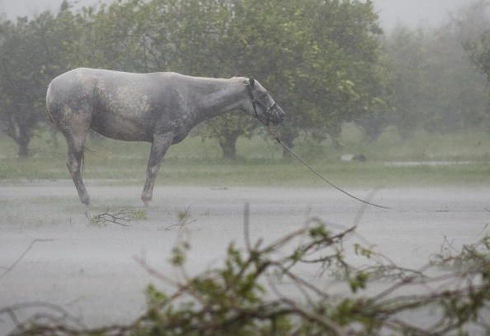 Hurricane Preparedness For Your Horses
