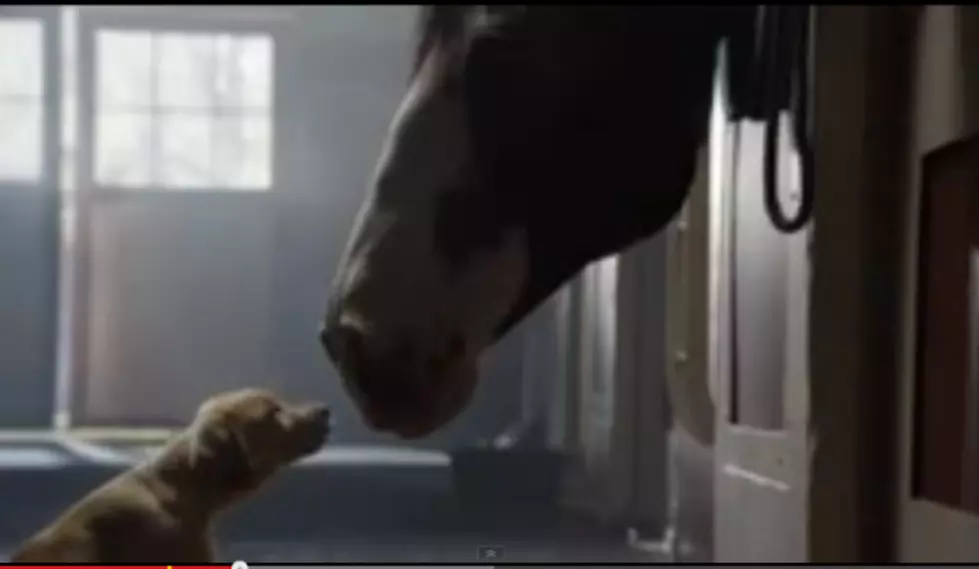 This Budweiser Super Bowl Ad May Bring A Tear To Your Eye (Video)