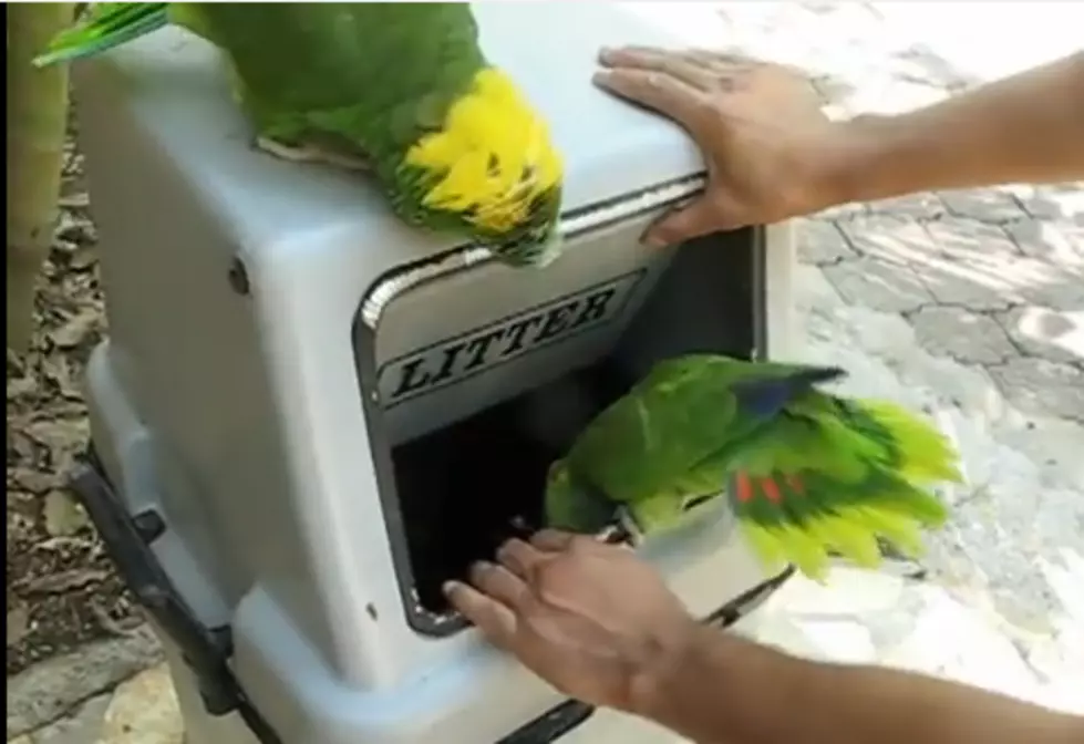 Parrots Sound Like Women Laughing [FUNNY FUNNY VIDEO]