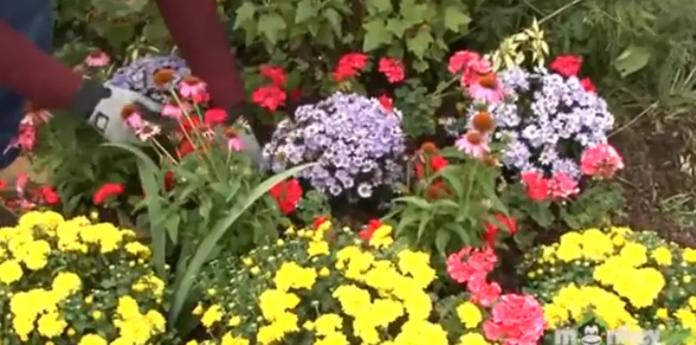 Don’t Plant The Wrong Flowers This Fall [VIDEOS]
