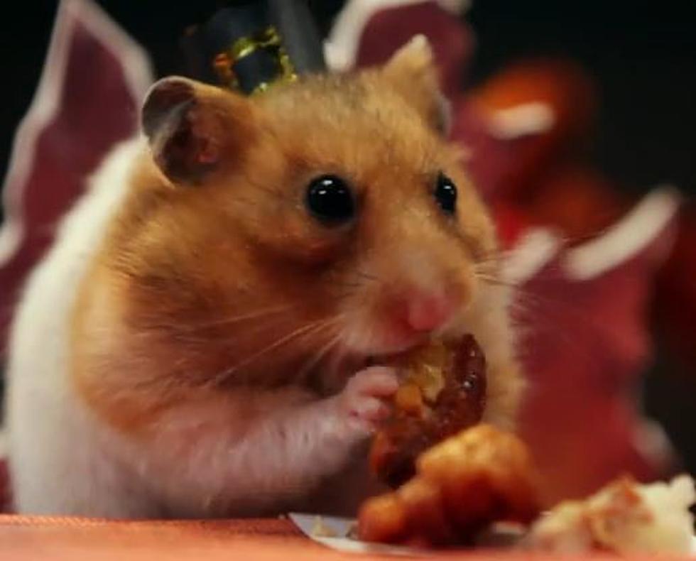 A Tiny Hamster Thanksgiving