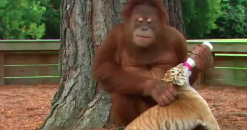 Orangutan 'Adopts' tiger Cubs