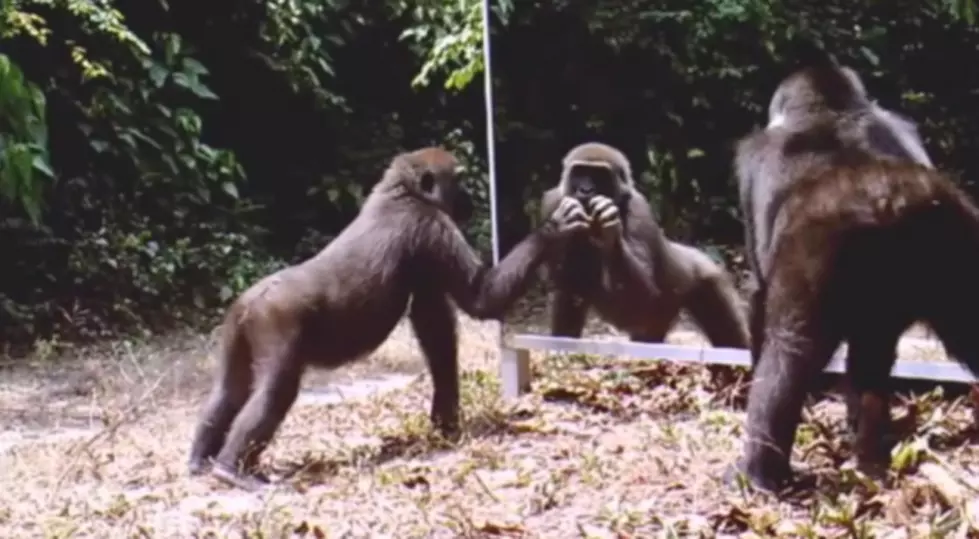 Watch Animals React To Their Reflections In A Mirror [Video]