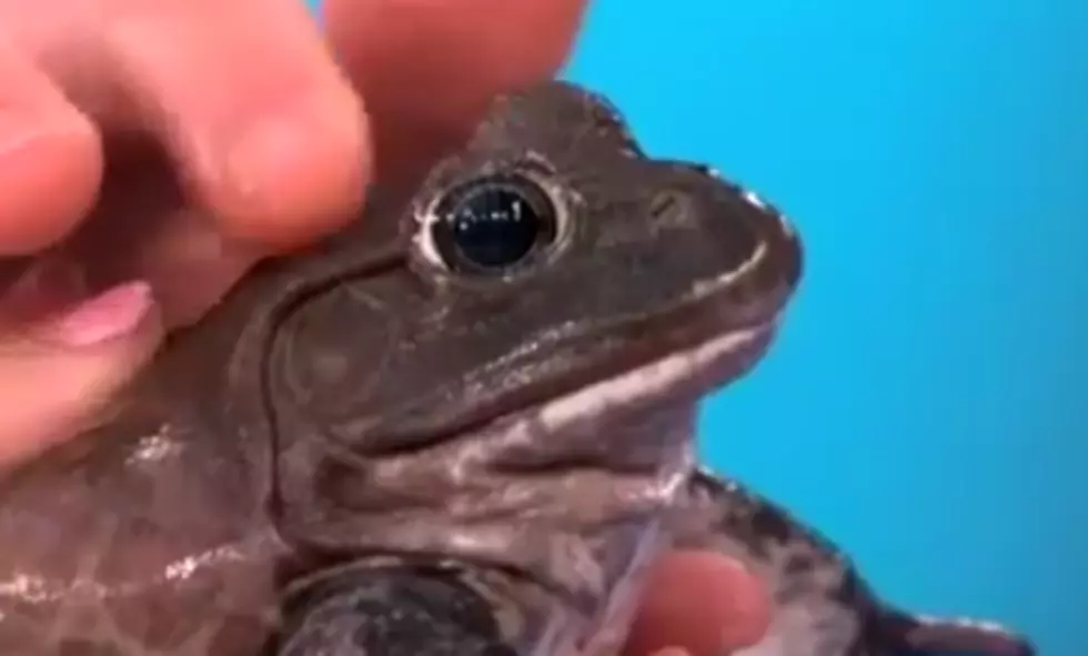 Do Frogs Give You Warts? [VIDEO]