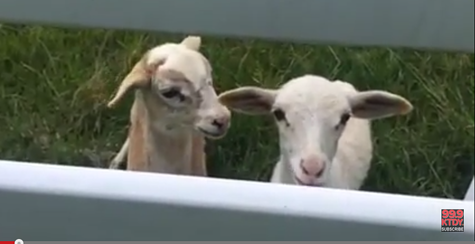 Goats In Vermilion Parish