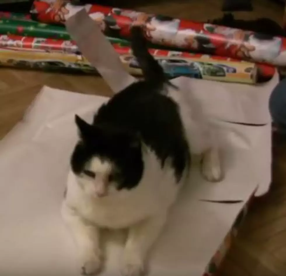 How To Correctly Wrap A Cat This Christmas