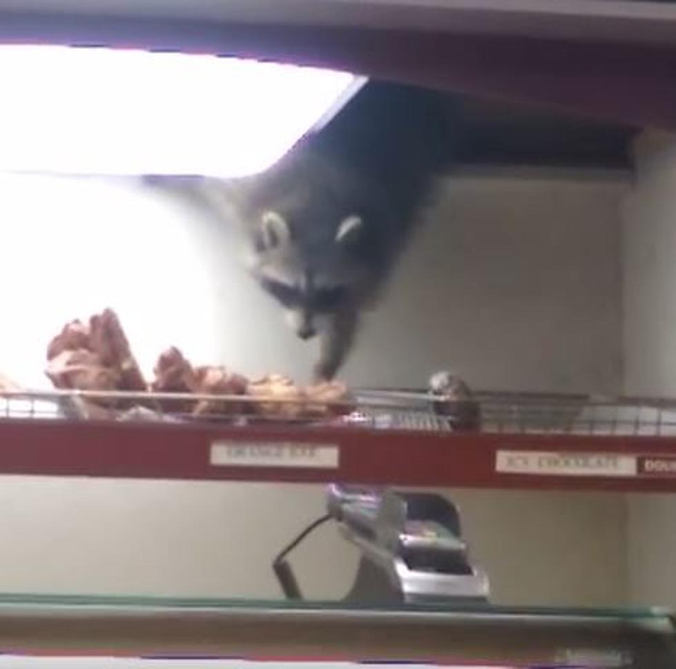 Racoon Steals Donut