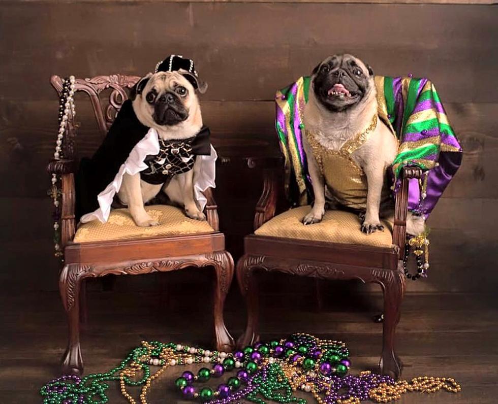 Krewe des Chiens, Lafayette’s Mardi Gras Krewe for Dogs, 2016 Ball and Parade Dates Set
