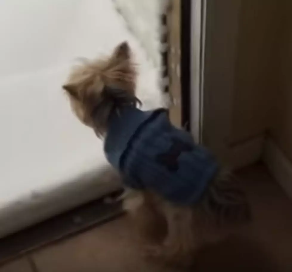 Dog Is Excited To Go Outside Until She Sees Snow [VIDEO]