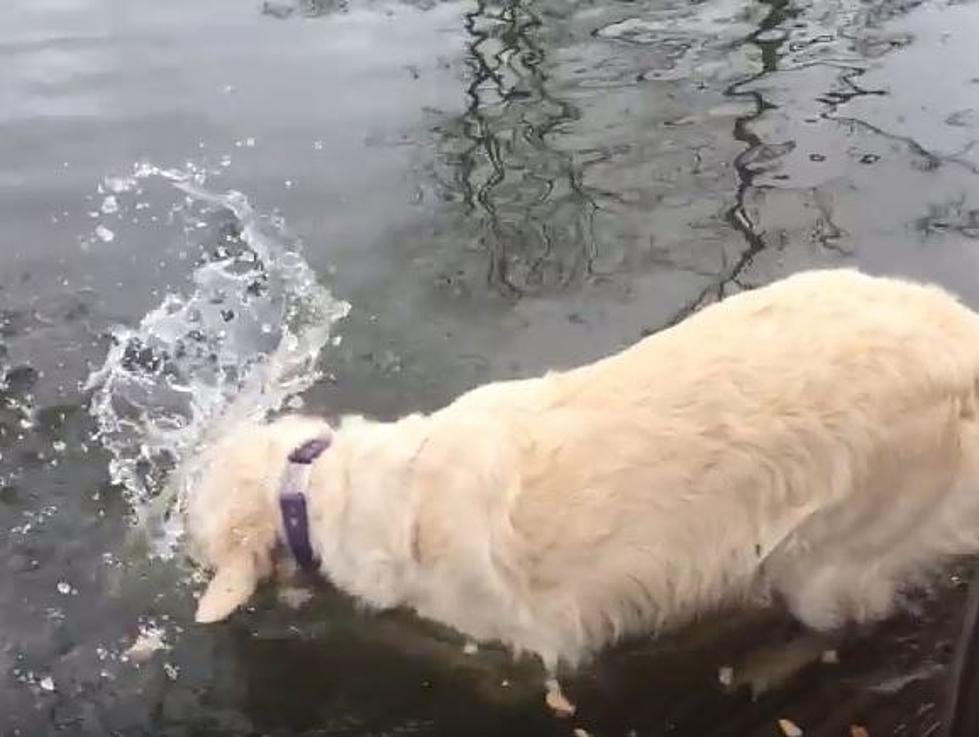 Dog Uses Bait To Catch Fish