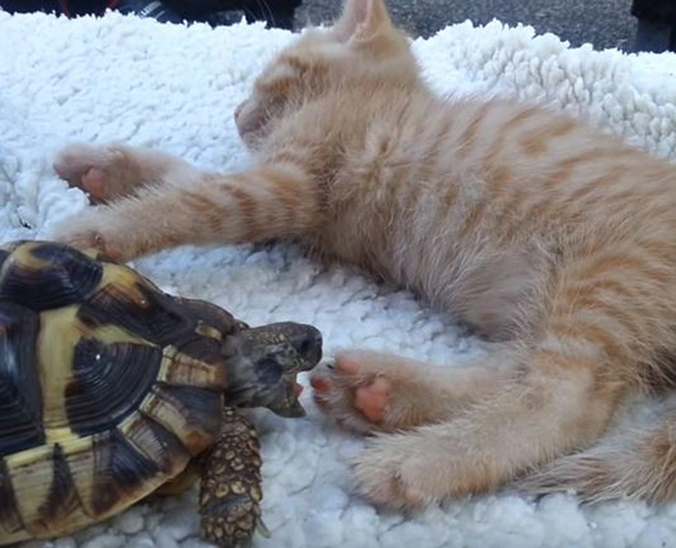 Turtle Nibbles On Kitten 