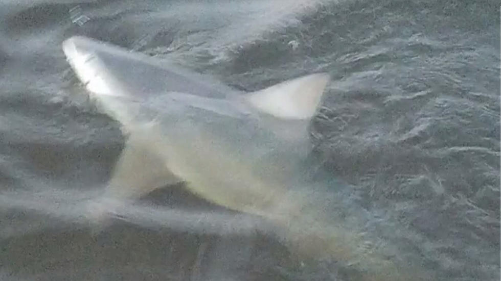 Shark Found In Lake Pontchartrain