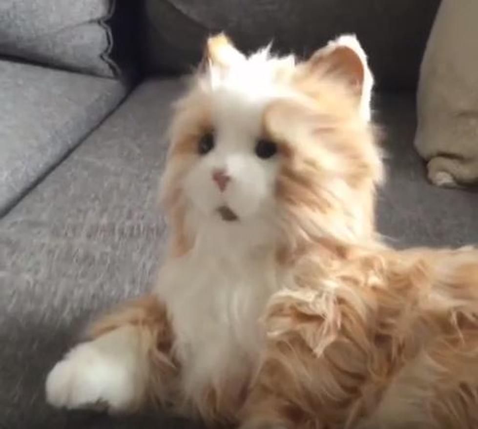 Real Cat’s World Rocked By Robotic Toy Cat [VIDEO]