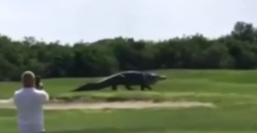 Is This Real?? Giant Gator Cruises Florida golf Course [Video]