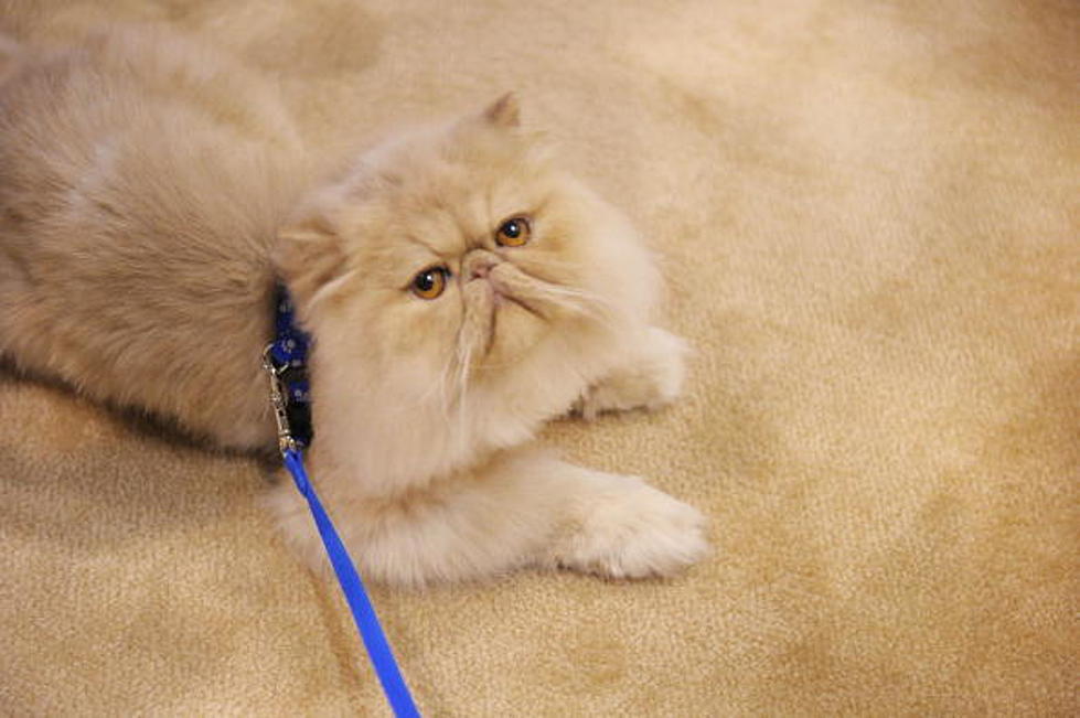 Remove Dog And Cat Hair From Carpet Without A Vacuum [VIDEO]