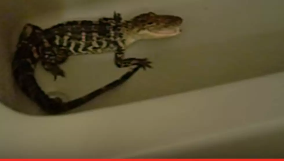 Jeanerette Man Pranks Daughter With Alligator In Bathtub