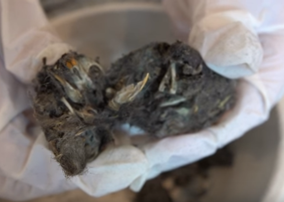 A Look Inside Owl Pellets [VIDEO]
