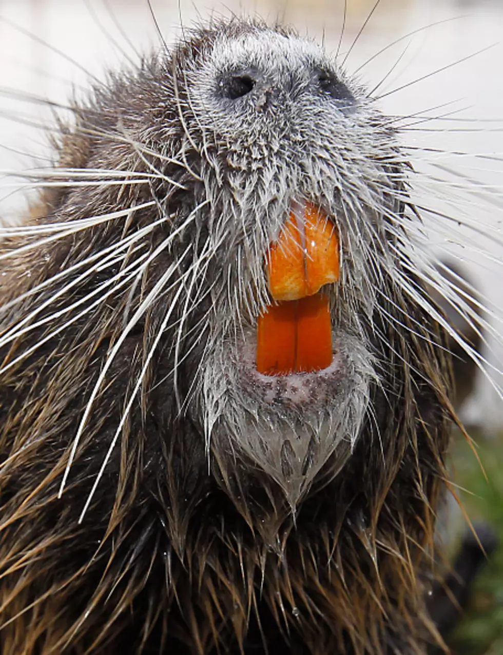 Hunters Can Now Make More Money Bagging Nutria