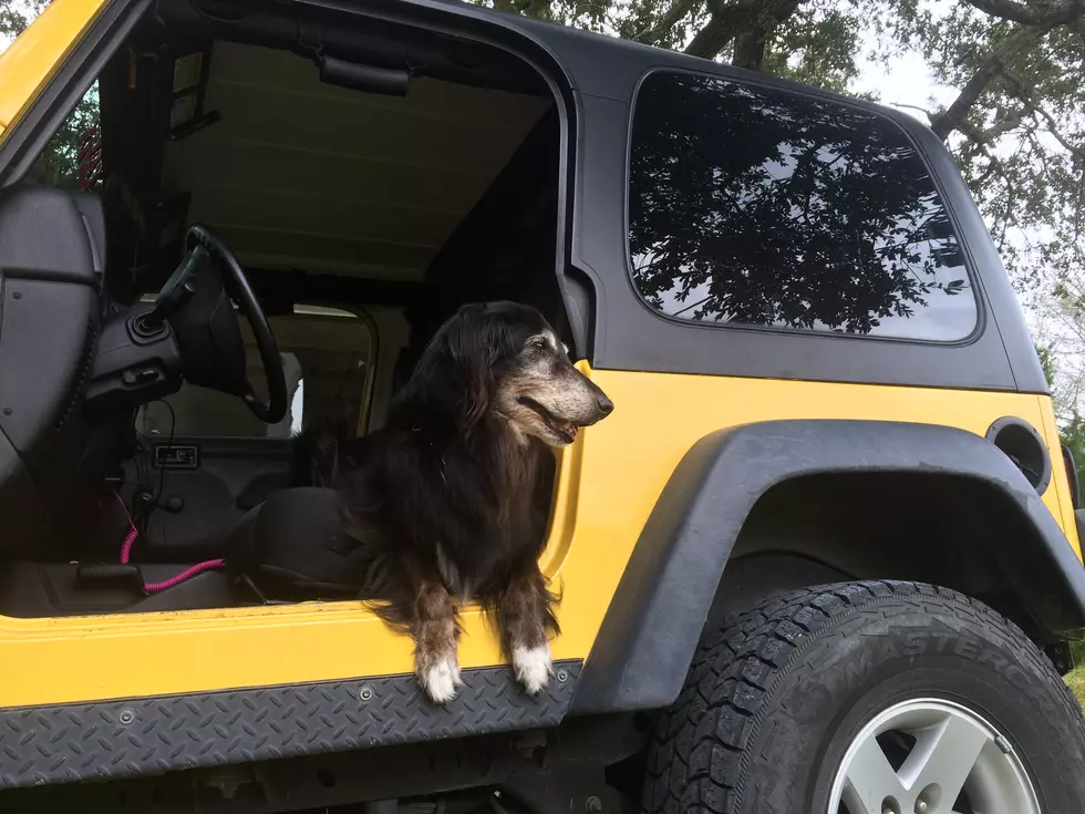 Steps to Take to Ready Your Dog for a Road Trip