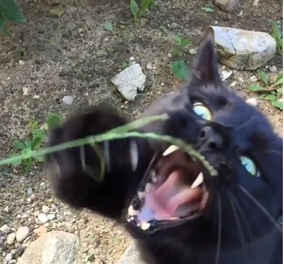 Demonic Vampire Cat Is Newest Feline Weapon Against Humanity