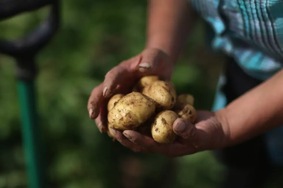 Old People Used A Potato To Heal Everything From Fevers To Burns, It Still Does