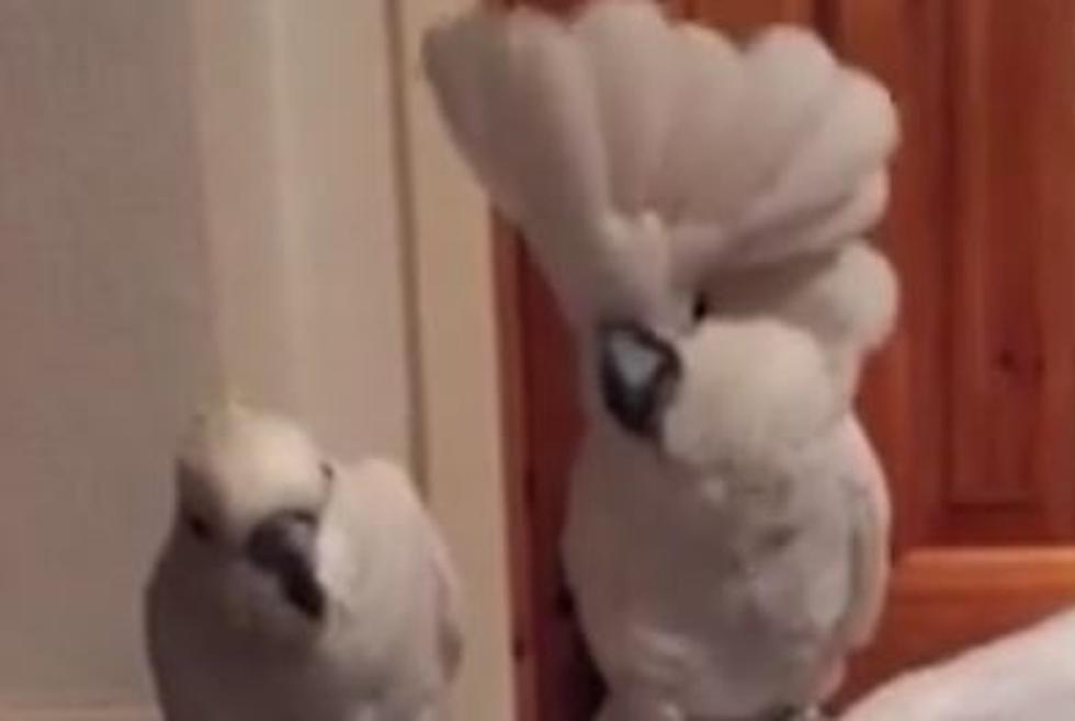 Never Watched The Cockatoo That Likes Elvis Video To The End, You Missed The Best Part