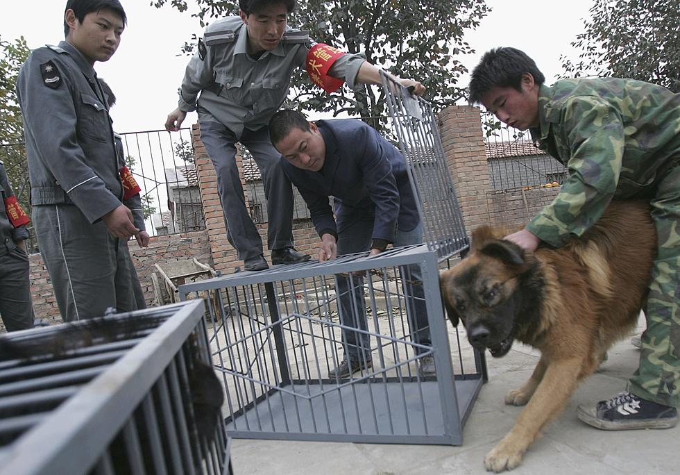Authorities Move To Cancel Dog Meat Festival [Video]