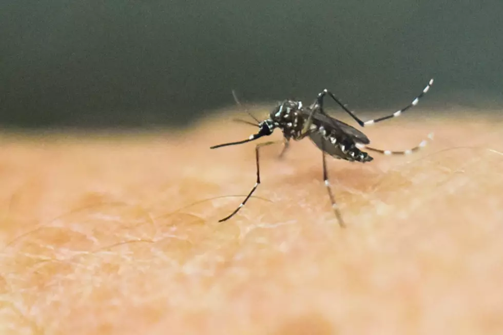 Tired of Mosquito Bites?—OFF! and Google May Be Able to Help