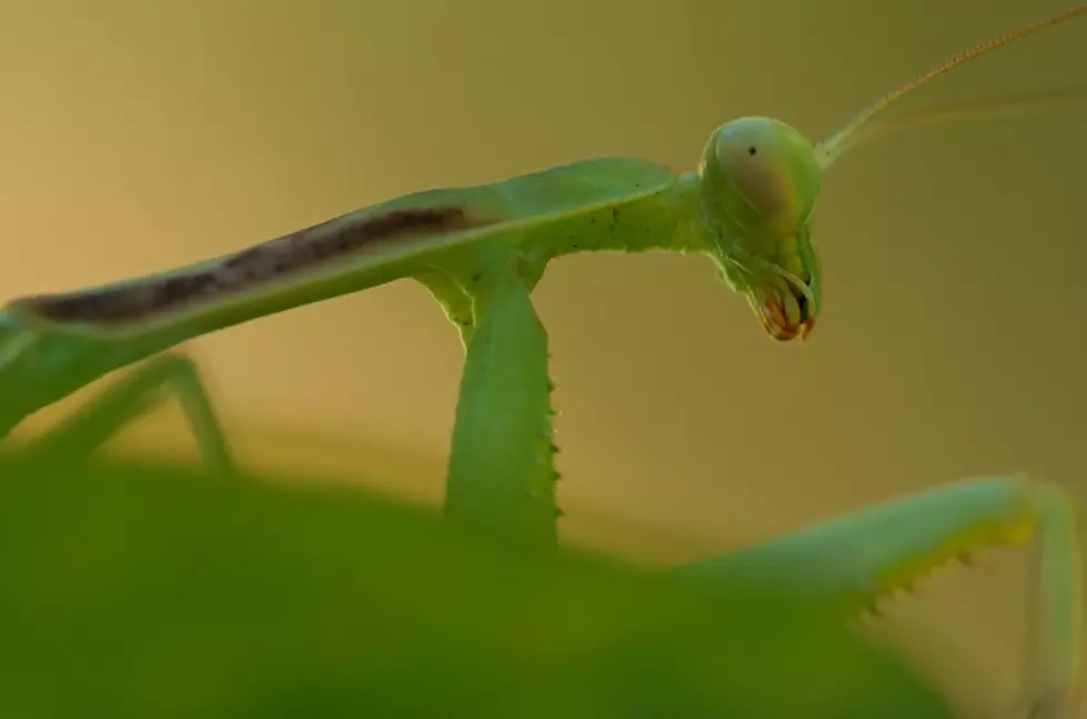 Praying Mantises Are Killing Birds And Eating Their Brains [VIDEO]