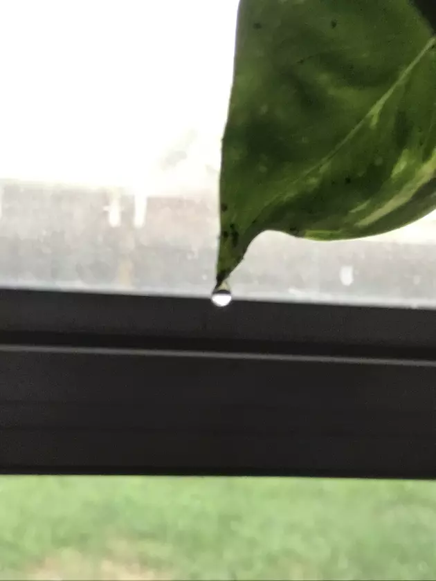 My Devil&#8217;s Ivy (Pothos) Has Water Droplets On Leaves