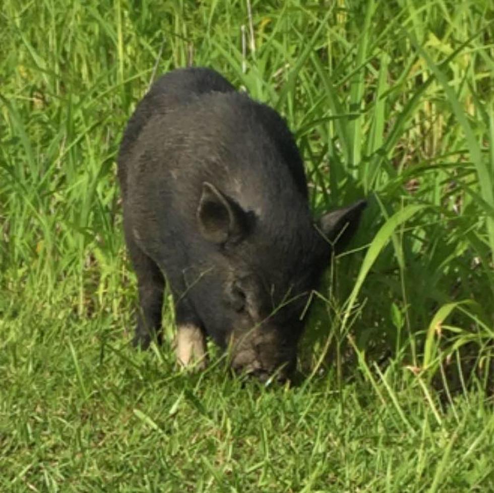 New Iberia Pig Found Safe And Sow – Nd