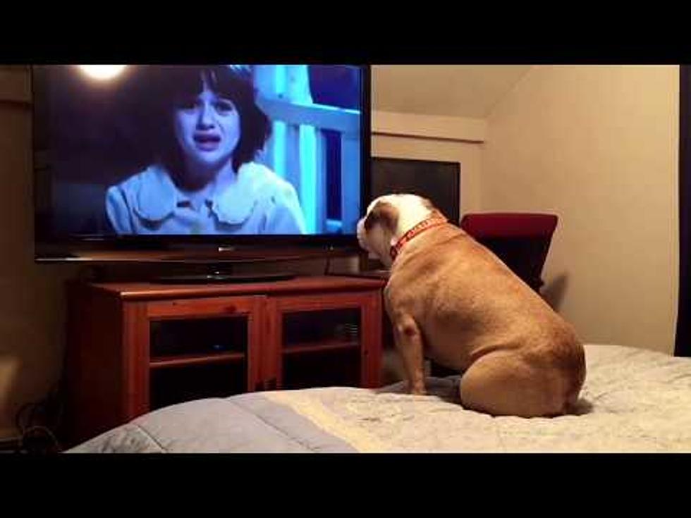 Bulldog Watching a Horror Movie Reacts Hilariously to Scary Scenes