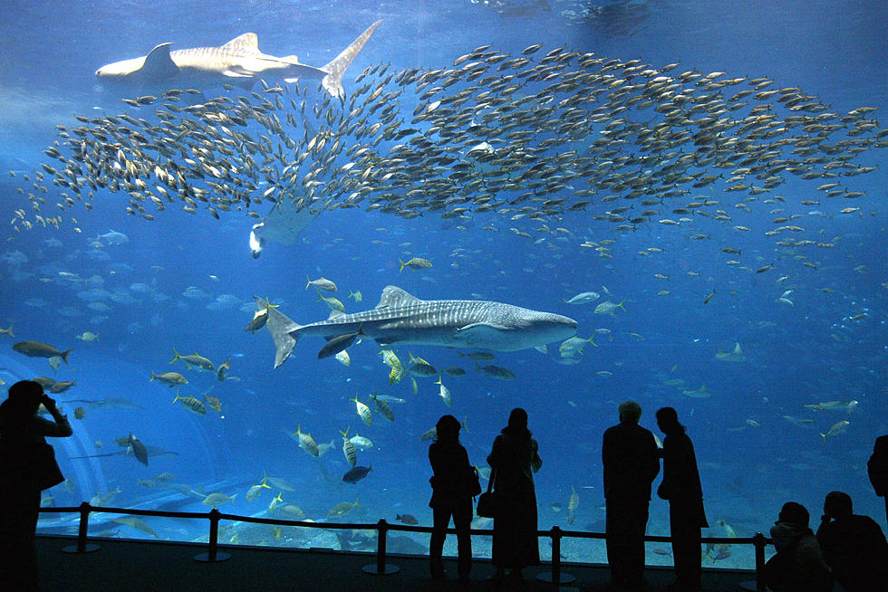 New Orleans aquarium to open big new touch pool Oct. 5