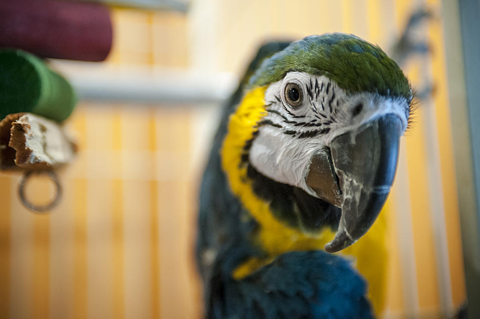 Parrot Uses Alexa To Shop And Listen To Music
