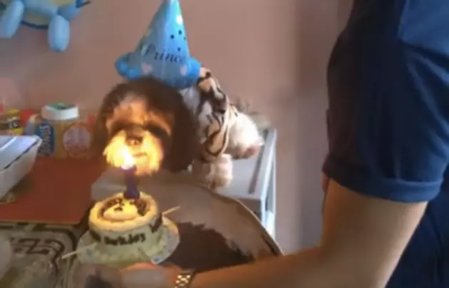 Dog Blows Candle Out On Birthday Cake