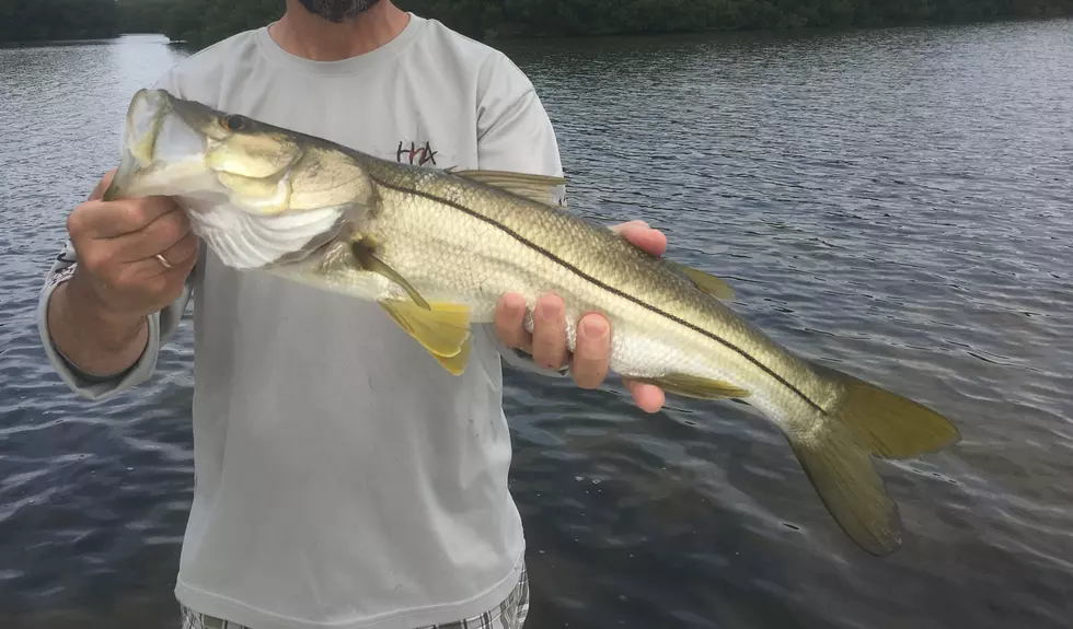 Snook Fishing In Tampa Bay, Florida
