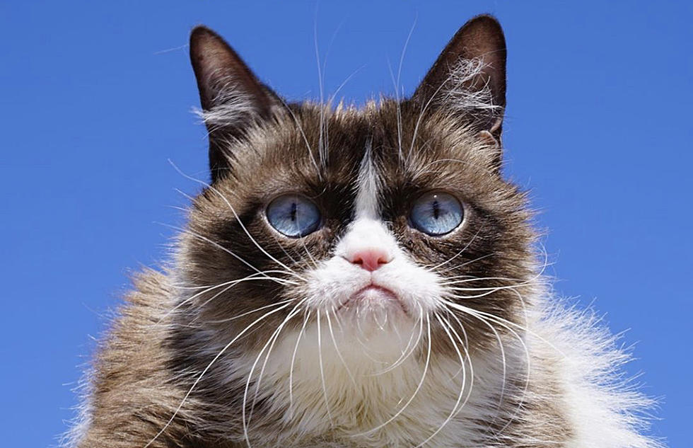Internet And Meme Legend Grumpy Cat Dies