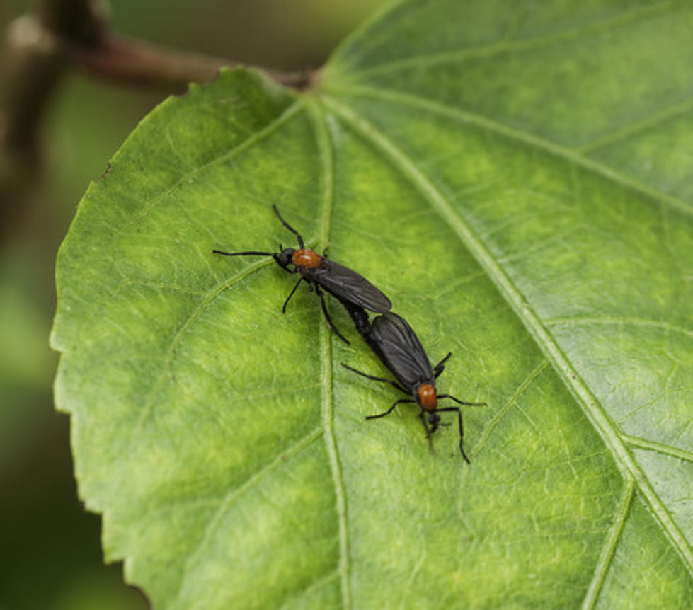 This Swarm Of Lovebugs Is Nightmare Fuel