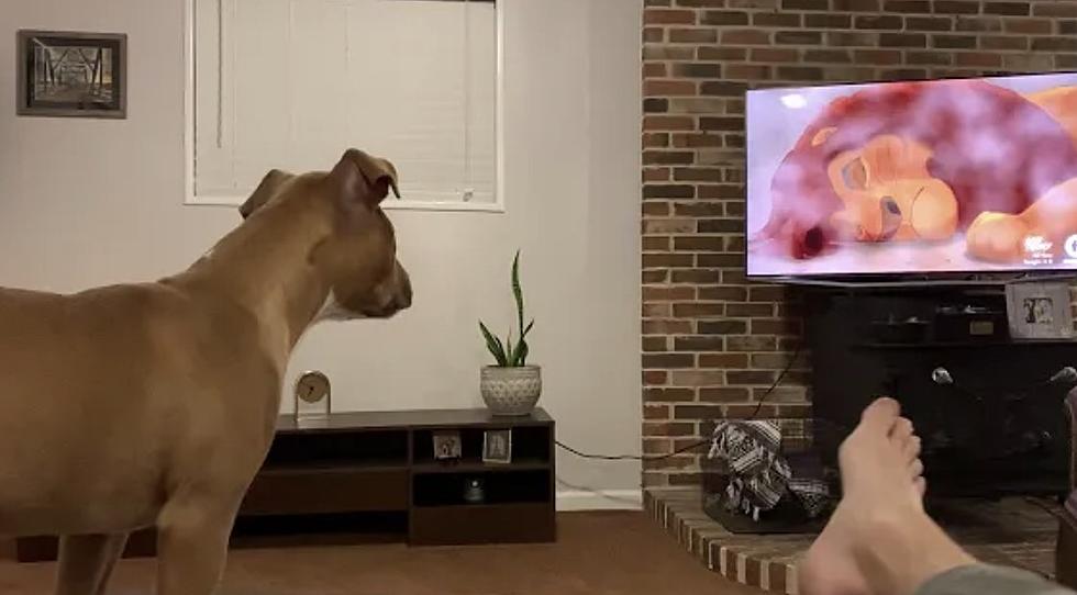 This Dogs Reaction to 'The Lion King' Is All Of Us