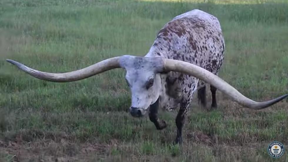 Steer's Horns Break Guinness World Record