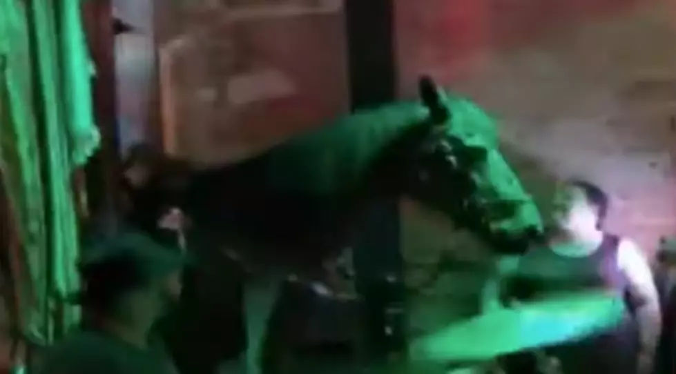 Horse Walks Into Bourbon Street Bar [video]