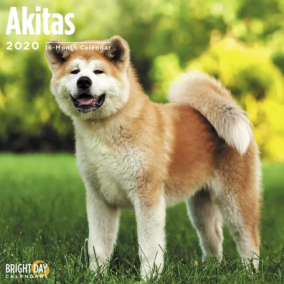 What’s the Connection Between Helen Keller and Akita Dogs?