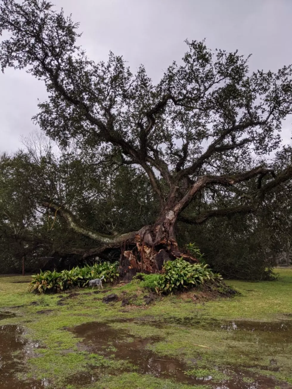 Storm Damages 500-Year-Old Oak Tree in Broussard [PHOTOS]