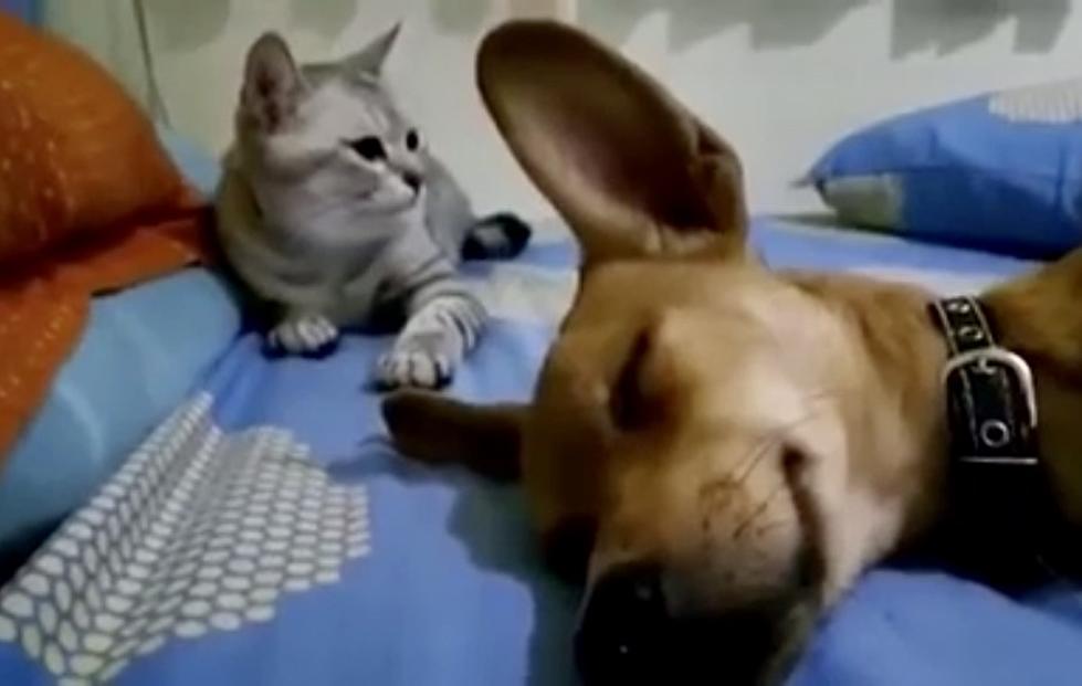 Dog Passes Gas, The Cat Is Not Happy [VIDEO]