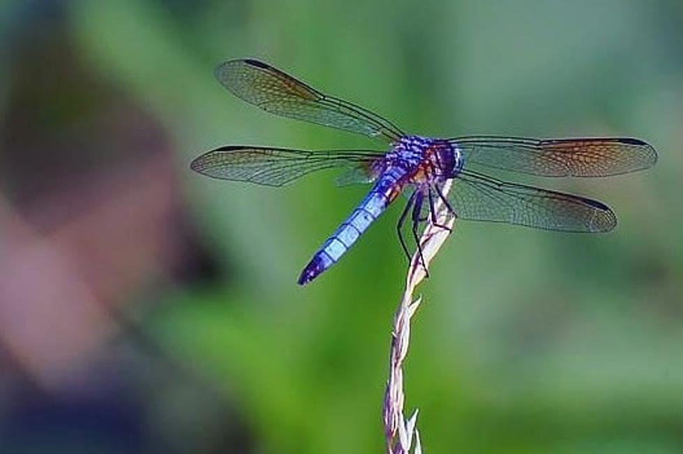 Dragonflies Give Comfort In the Midst of Grief