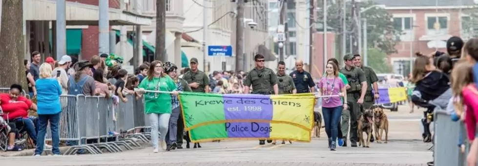 A Doggie Parade 
